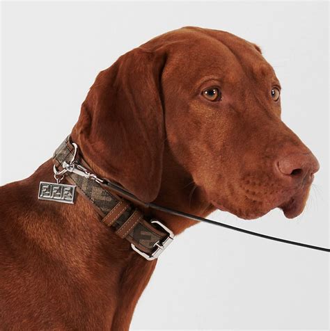 fancy dog collars for male.